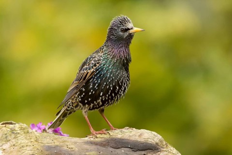 Common Starling (Sturnus vulgaris), Bavaria, Germany
