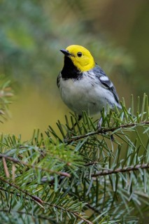Hermit Warbler (Setophaga occidentalis) perched on a branch in Washington State, USA