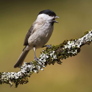 Marsh Tit (Poecile palustris), Asturias, Spain