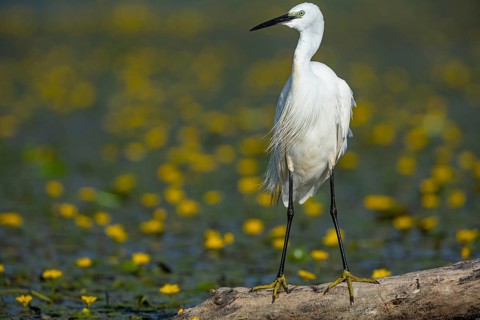 Little Egret (Egretta garzetta) Hungary