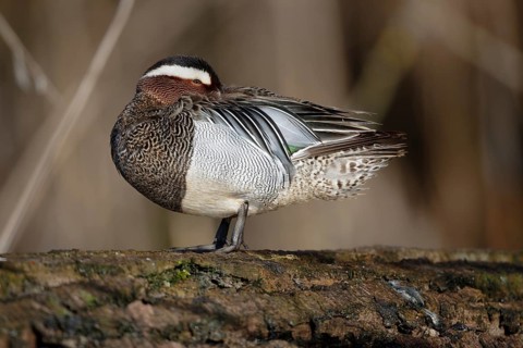 Garganey (Spatula querquedula) male, Saxony, Germany