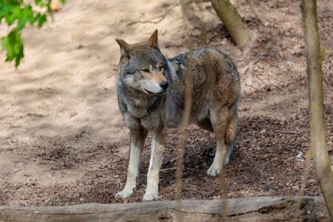 A Eurasian gray wolf (Canis lupus lupus) stands on dry forest floor. Transylvania, Romania