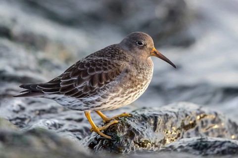 MeerstrandlÃ¤ufer