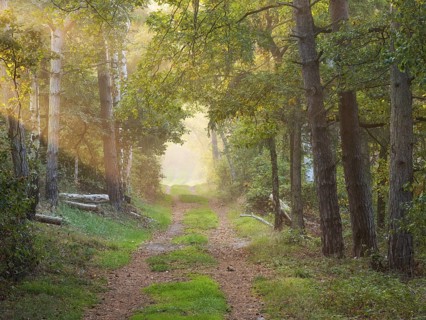 Hiking trail through light-flooded mixed forest on Kleiner Fallstein, sun rays breaking through