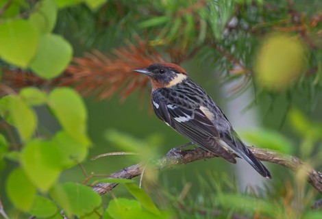 Bay-breasted Warbler (Setophaga castanea) male, Ontario, Canada