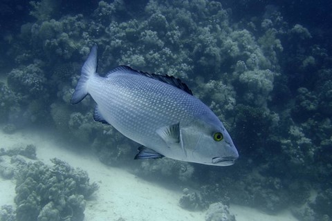 Double-spotted snapper (Lutjanus bohar)