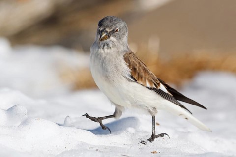 Snowfinch (Montifringilla nivalis), Valais, Switzerland