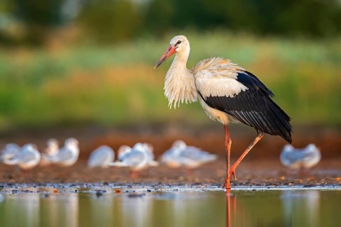 White Stork (Ciconia ciconia) foraging in shallow water, Saxony-Anhalt, Germany