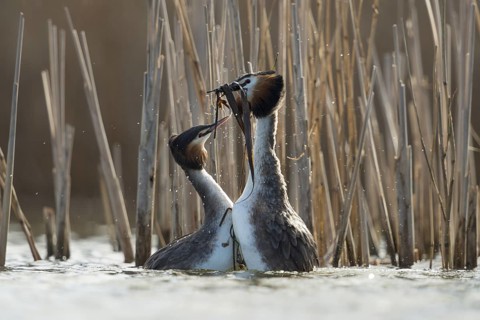 Great Crested Grebe (Podiceps cristatus) pair displaying, North Rhine-Westphalia, Germany