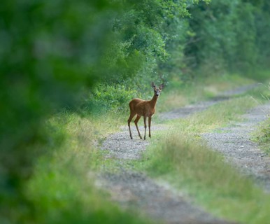 Roe deer (Capreolus capreolus), standing on a forest path, wildlife, Lower Saxony, Germany