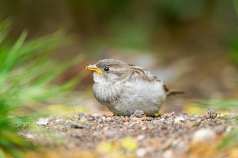 House sparrow (Passer domesticus) youngster sitting on the ground, Bavaria, Germany