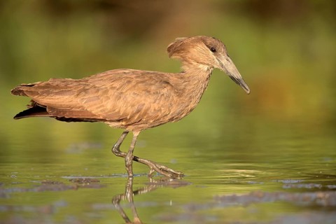 Hamerkop (Scopus umbretta) foraging, Lake Ziway, Ethiopia