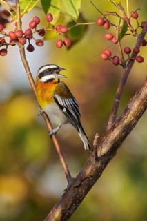 Western Spindalis (Spindalis zena) perched on a branch in Cuba