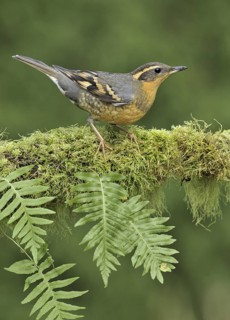 Varied Thrush (Ixoreus naevius), British Columbia, Canada