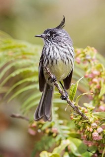 Tufted Tit-Tyrant (Anairetes parulus) perched on a branch in Manu National Park, Peru