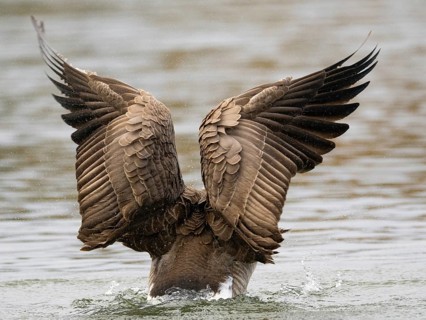 A Canada goose flaps its wings after plumage care, Ümminger See, Bochum, North Rhine-Westphalia,