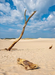 Dead trees, Slovincian National Park, Slowinski Park Narodowy, Poland