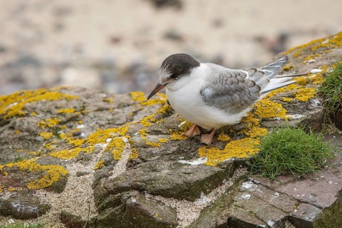 Arctic Tern (Sterna paradisaea), young on stone, Farne Islands, United Kingdom