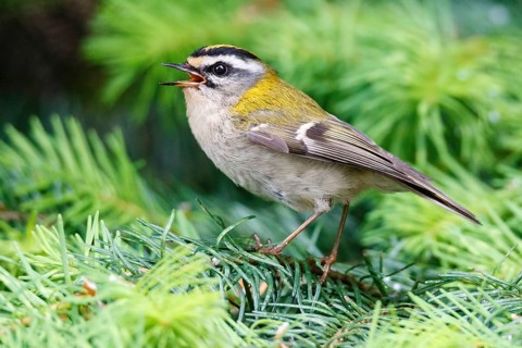 Common Firecrest (Regulus ignicapilla) singing, Asturias, Spain