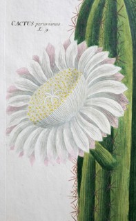 Flower, Cereus erectus, hand-colored mezzotinto copper engraving from Phytanthoza iconographica by