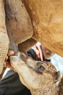 Camel calf suckling on its mother's udder on the camel farm of Sheikh Ahmed Ali Al-Mahri, camel