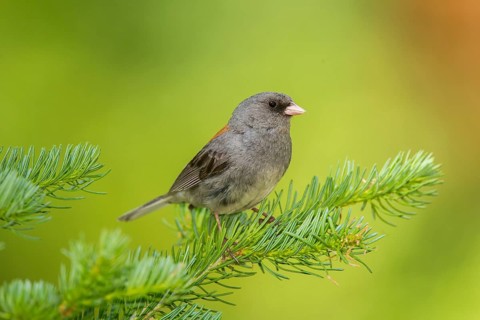 Dark-eyed Junco Junco hyemalis east of Beaver, Utah, United States 4 July Adult singing.