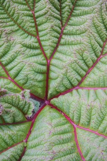A vivid close-up view of a fresh green leaf detailed with striking pink veins. This image