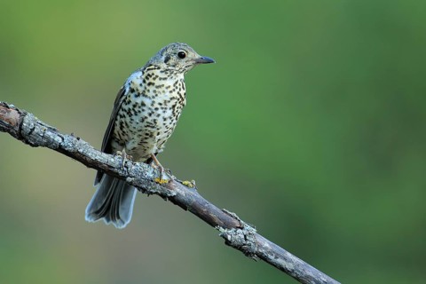 Mistle Thrush (Turdus viscivorus) juvenile perched on a branch, Andalusia, Spain