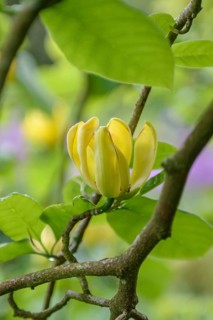 Magnolia (Magnolia acuminata 'Moegi Dori'), Hillier Arboretum, Great Britain