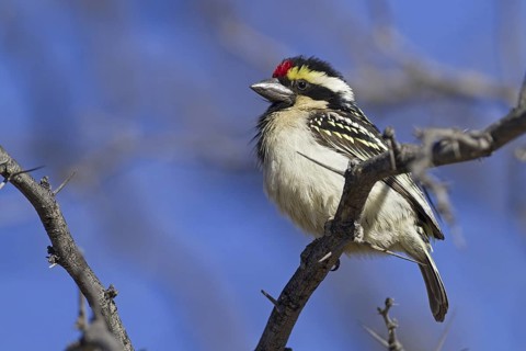 Acacia Pied Barbet (Tricholaema leucomelas), Northern Cape, Kgalagadi Transfrontier Park, South