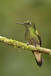Buff-tailed Coronet (Boissonneaua flavescens), Ecuador