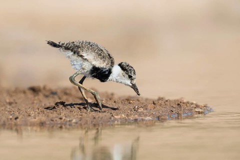 Spur-winged Lapwing (Vanellus spinosus) juvenile foraging, Eilat, Israel