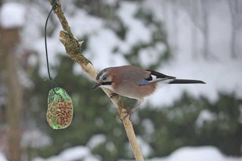 Eurasian Jay (Garrulus glandarius), Lower Saxony, Germany