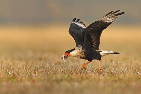 Northern Crested Caracara (Caracara cheriway), Florida, USA