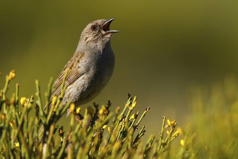 Dunnock (Prunella modularis) singing, Avila, Spain