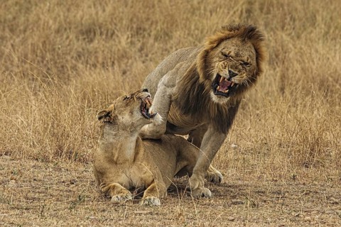 African Lion (Panthera leo) pair mating, Masai Mara, Kenya