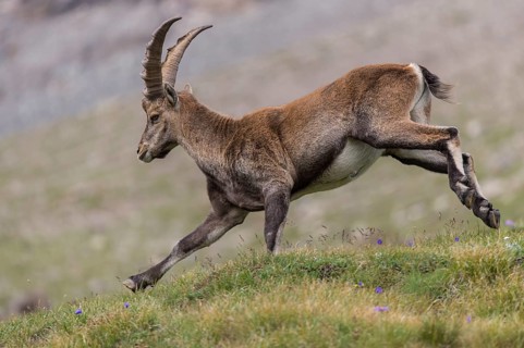 Alpine Ibex (Capra ibex) running and jumping, High Tauern, Carinthia, Austria