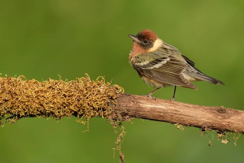 Bay-breasted Warbler (Setophaga castanea) male perched on a branch, Texas, USA