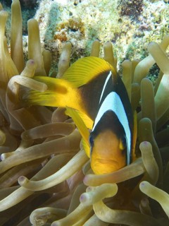 Red sea anemonefish (Amphiprion bicinctus)
