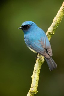 Indigo Flycatcher (Eumyias indigo) perched on a branch, Sabah, Malaysia