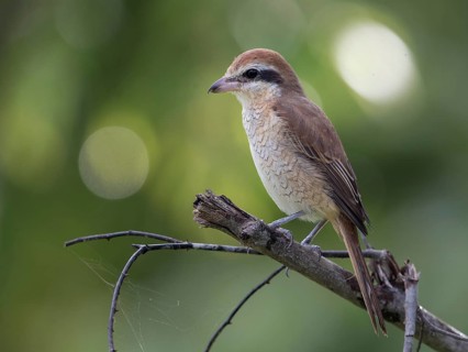 Brown Shrike (Lanius cristatus) female, Sri Lanka