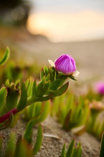 Hottentot-fig (Carpobrotus edulis) growing on a beach near Tarragona, Catalonia, Spain
