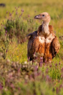 Griffon Vulture, Eurasian Griffon Vulture, Griffon Vulture, Eurasian Griffon, (Gyps fulvu), Vautour