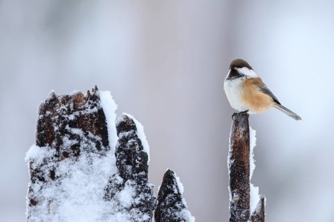 Grey-headed Chickadee (Poecile cinctus), Finland