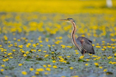 Purple heron (Ardea purpurea) Hungary