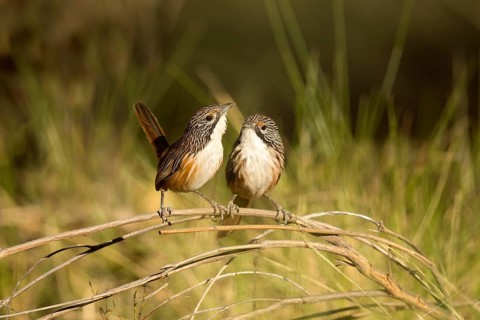 Carpentarian Grasswren (Amytornis dorotheae) pair perched on a branch, Queensland, Australia