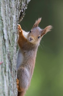 Squirrel, climbing a tree, animals, mammals, squirrel, (Sciurus vulgaris), Mannheim,