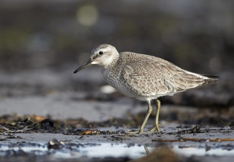Red Knot (Calidris canutus) foraging, Mecklenburg-Western Pomerania, Germany