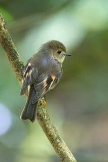 Pink Robin (Petroica rodinogaster) female perched on a branch, Victoria, Australia