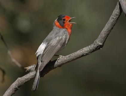 Red-faced Warbler (Cardellina rubrifrons), New Mexico, USA